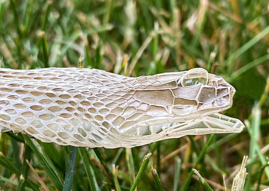 “The Serpent’s Journey: Exploring the Spiritual Awakening of Kundalini”